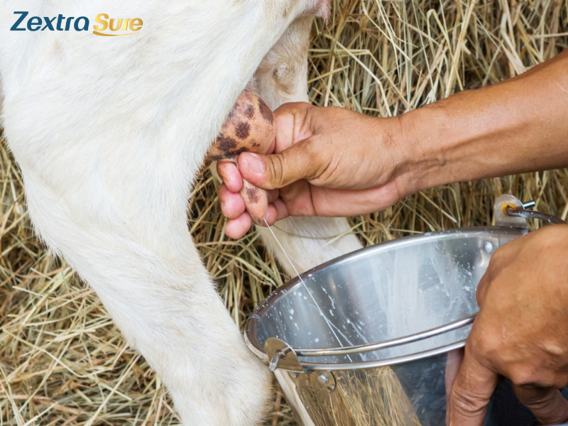 is-goat-milk-dairy (6)